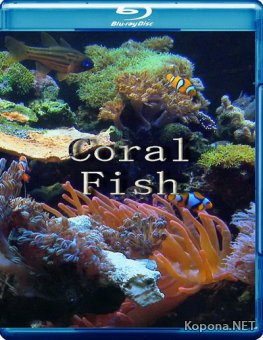 Коралловые рыбы / Coral Fish (2010) Blu-ray 3D
