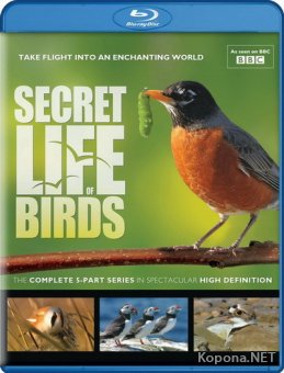 Тайная жизнь птиц (5 серий из 5) / Secret Life of Birds (2010) Blu-ray + BDRip 1080p / 720p